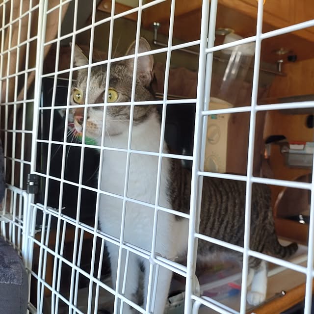 38catさんの部屋