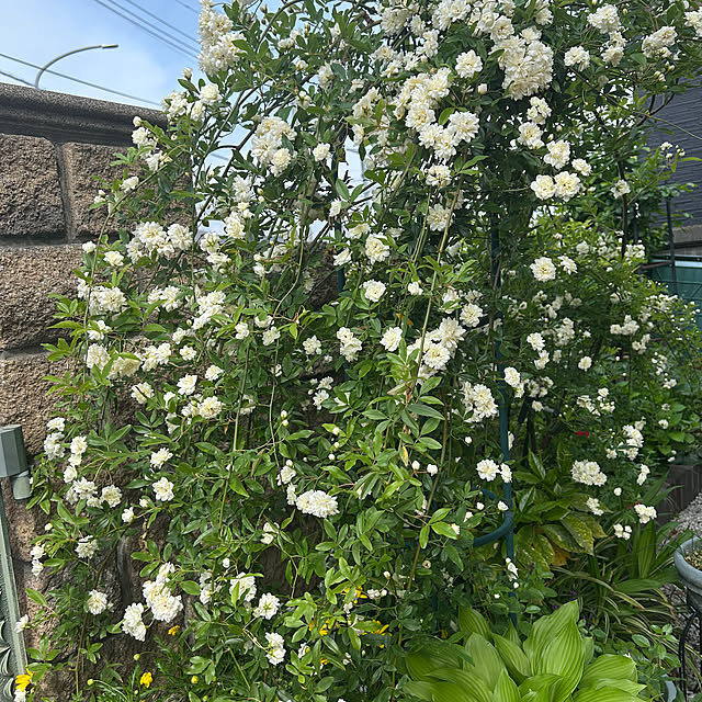 kichaさんの実例写真