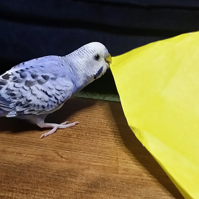 karinさんの実例写真