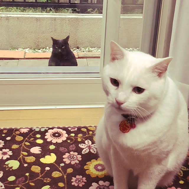 tekokaasanさんの実例写真