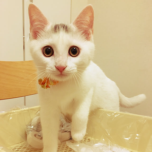 Tencil_Homeさんの実例写真