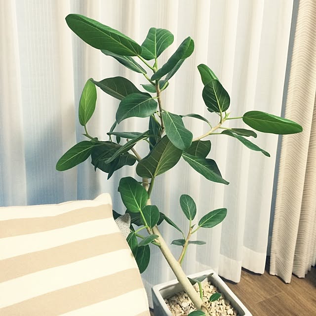 kopanさんの実例写真
