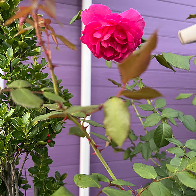 AYUKOさんの部屋