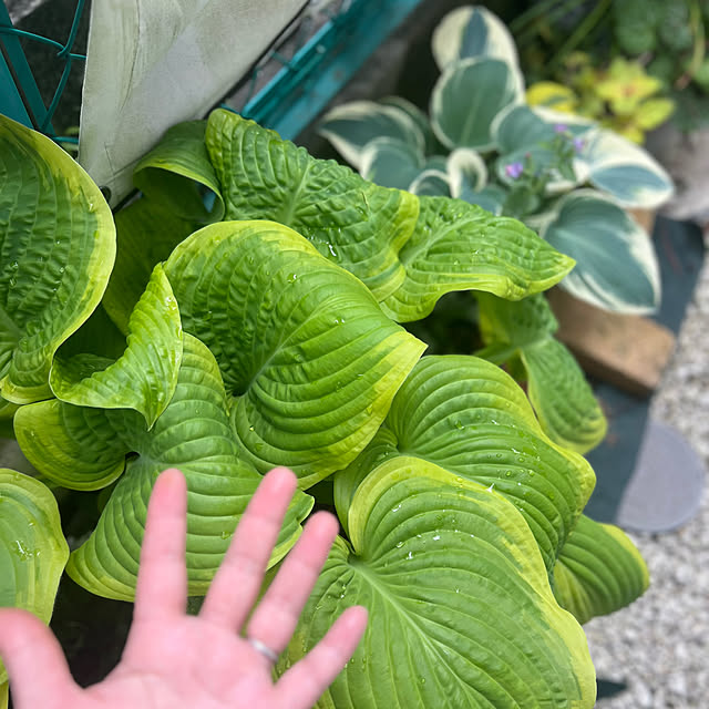 hinamamaさんの部屋
