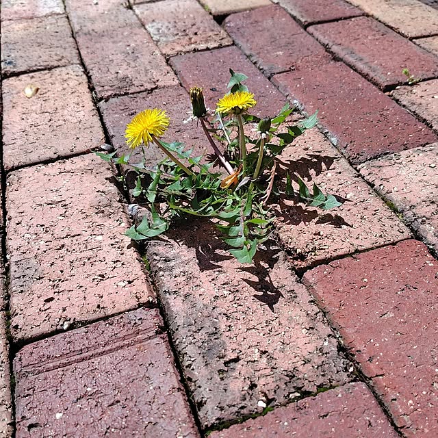 toshiさんの実例写真