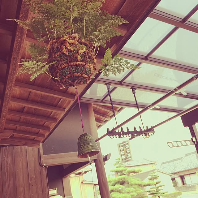 yumanaの-つりしのぶ 苔玉 釣りしのぶ 涼しい音色 風鈴付 夏の風物詩 育てやすい お中元 夏の贈り物 夏のギフト 伝統的 殿様献上品 国産 ハンギング シダ こけだま 苔 こけ コケ コケダマ こけ玉 吊り苔玉 観葉植物 ツリシノブの家具・インテリア写真
