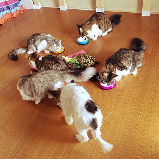 実例写真