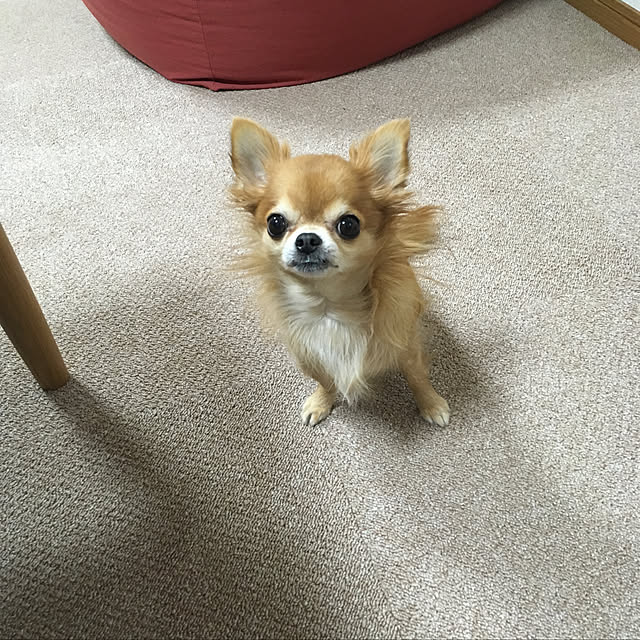 koroさんの実例写真