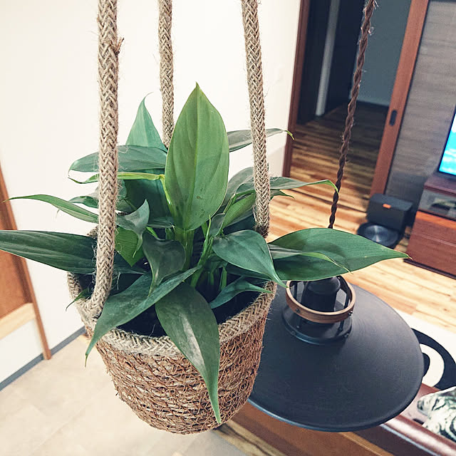 壁/天井/観葉植物/ねこと暮らす/つるす！/シルバーメタル...などのインテリア実例 - 2022-05-21 23:27:44