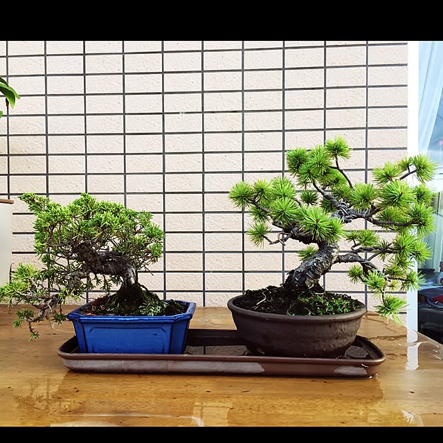 AZさんの実例写真