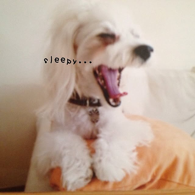 popiさんの実例写真