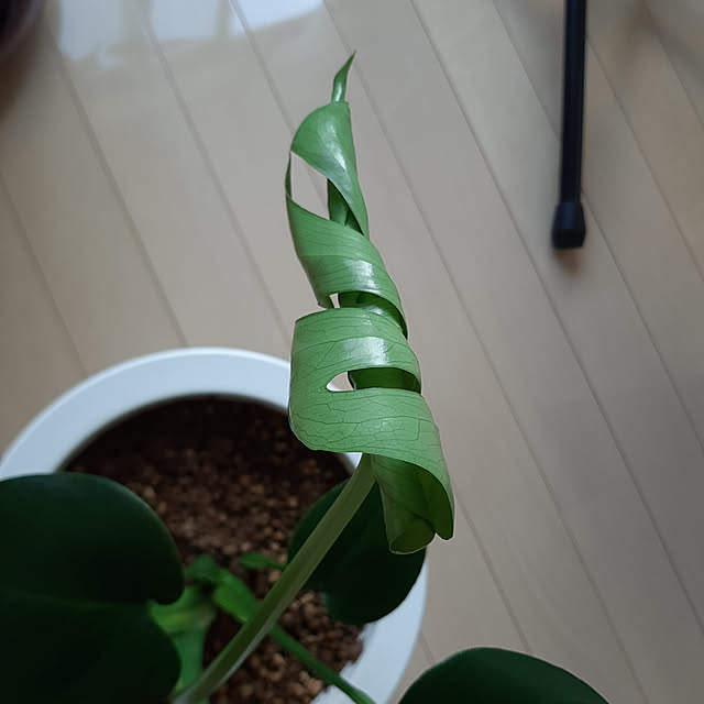 greenmanさんの実例写真