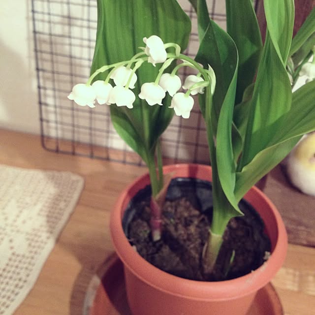 suzuranさんの実例写真