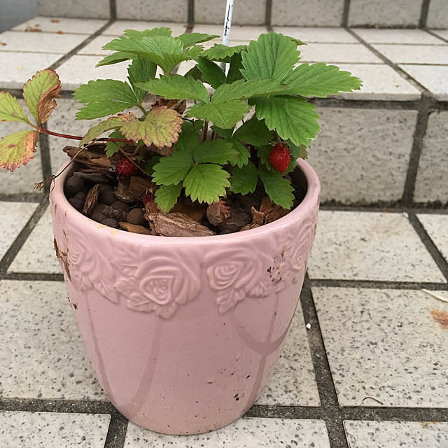 shigetanさんの実例写真