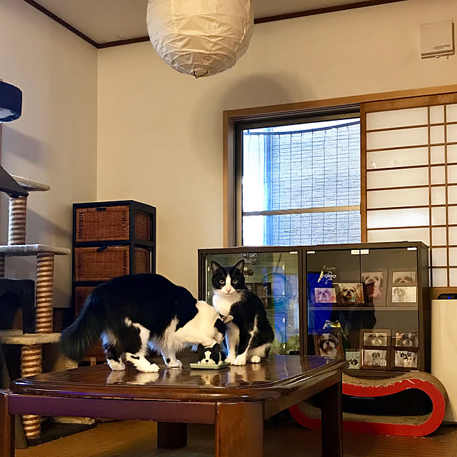 butachanさんの実例写真