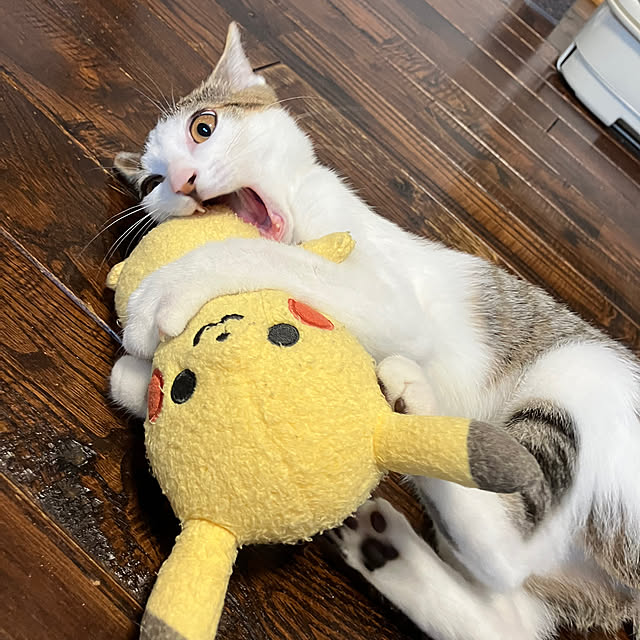 ha_koさんの部屋