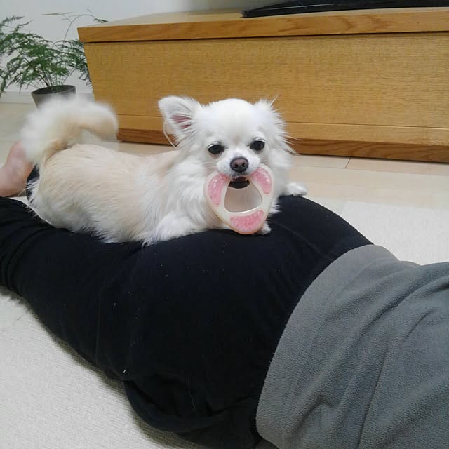 okuriさんの実例写真