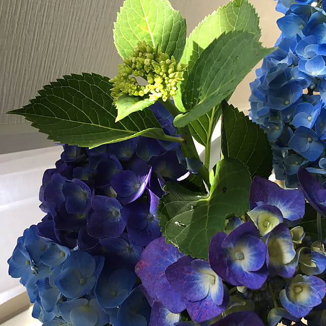 kojimasaさんの部屋