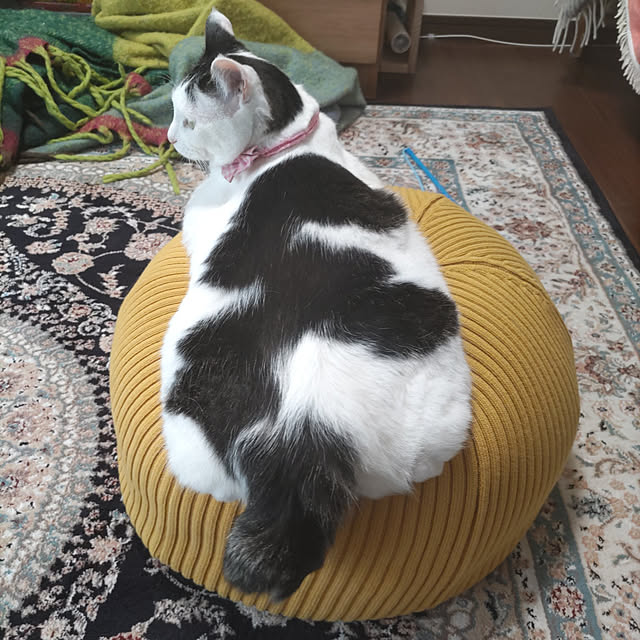 yuuさんの実例写真