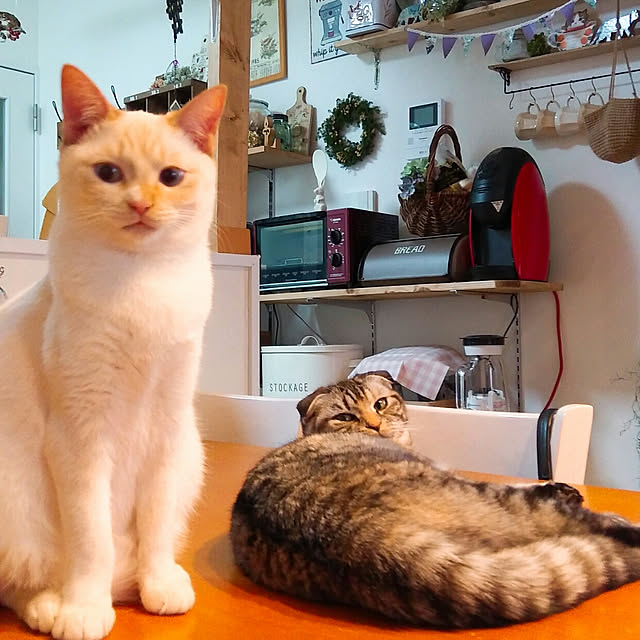 Gomaさんの実例写真