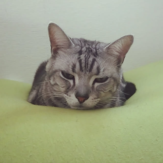 yuri.sさんの実例写真