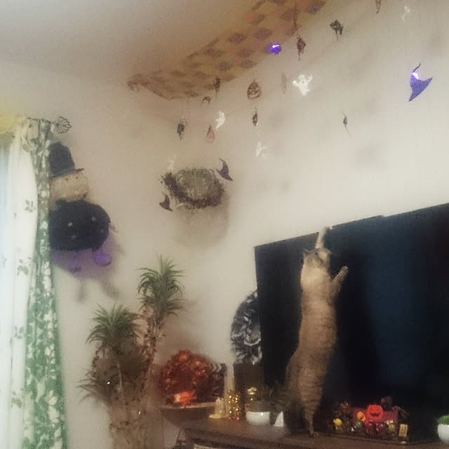 hoshiさんの実例写真