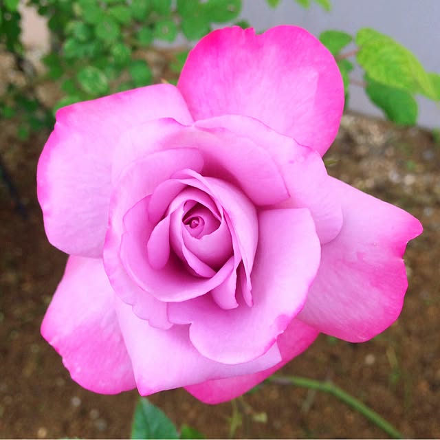 HappyRoseさんの実例写真