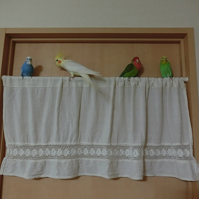 toratanさんの実例写真