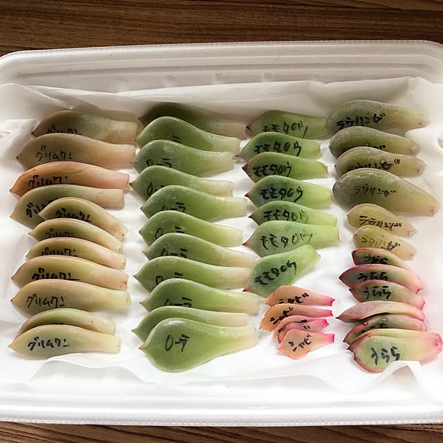 canmilmamaさんの実例写真