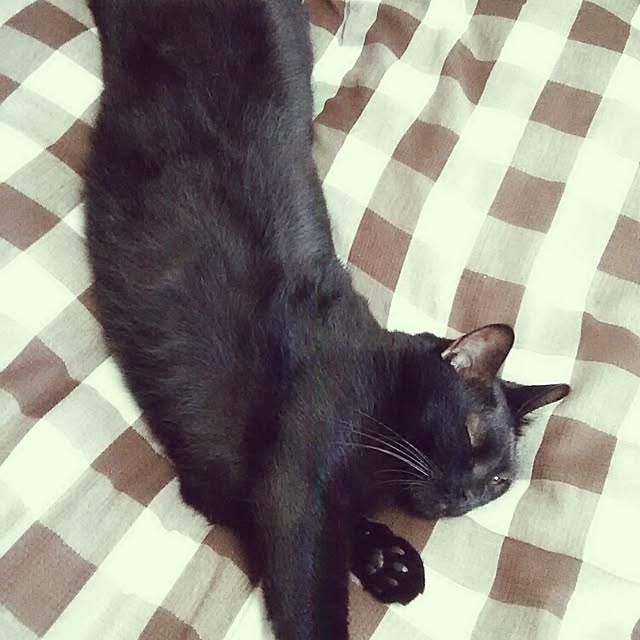 kuromiさんの実例写真