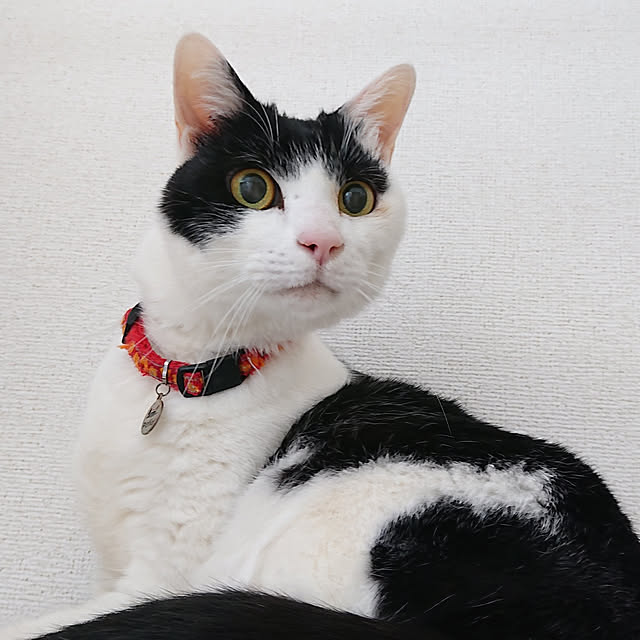 nekosamaさんの実例写真