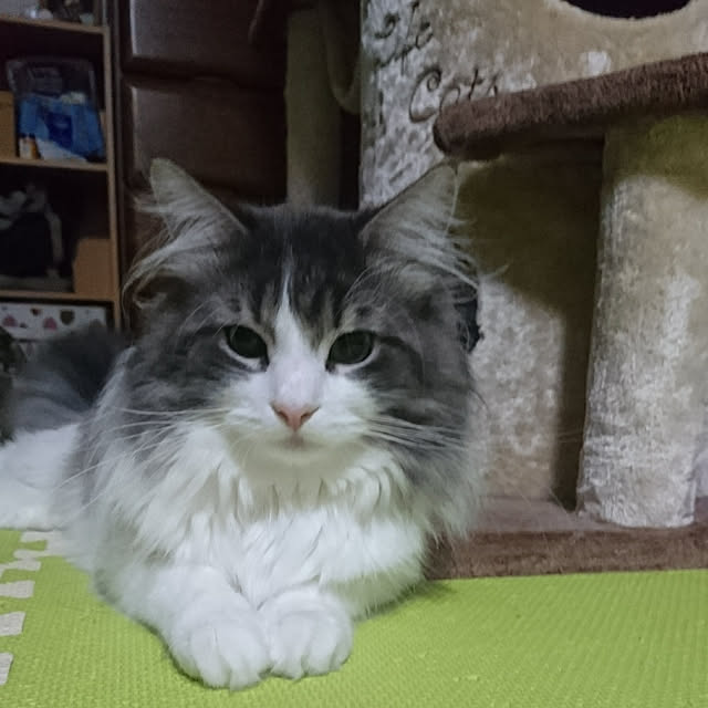 shinobuさんの実例写真