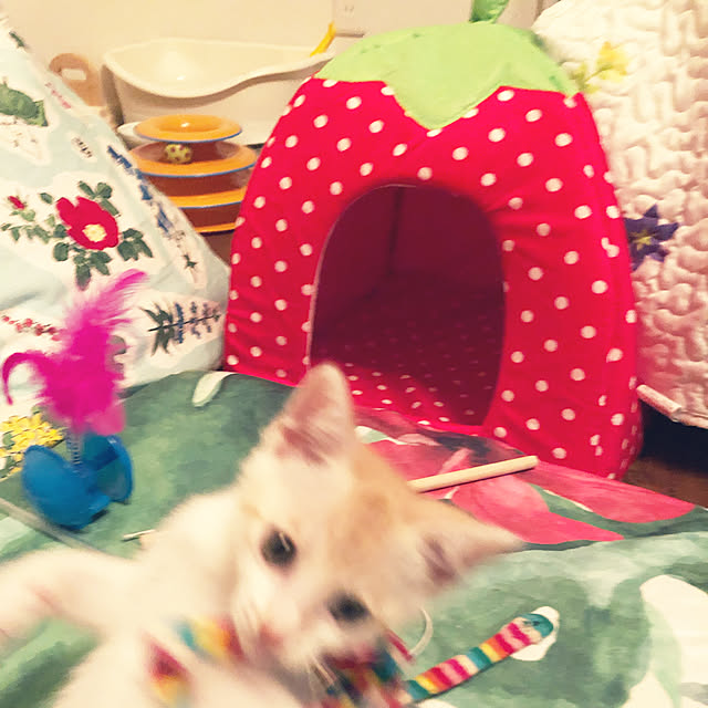 piyolandさんの実例写真