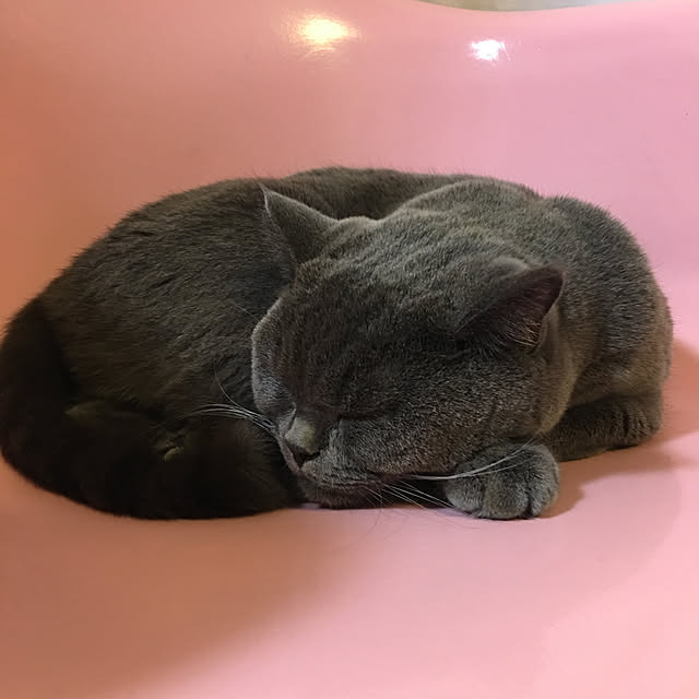 Shojiさんの実例写真