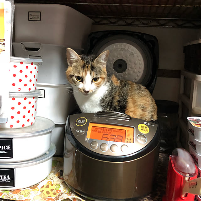 vivienne.coco-keiさんの実例写真