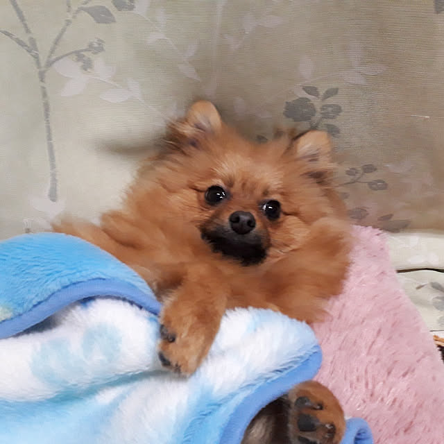 momoさんの実例写真