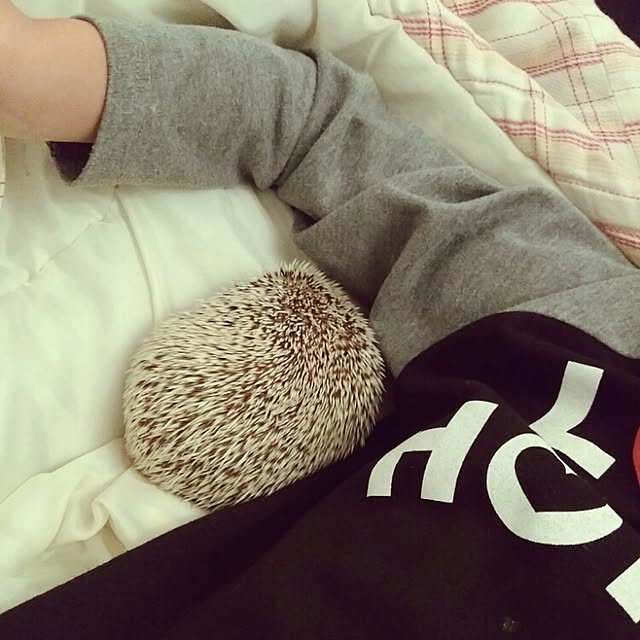 kuruさんの実例写真