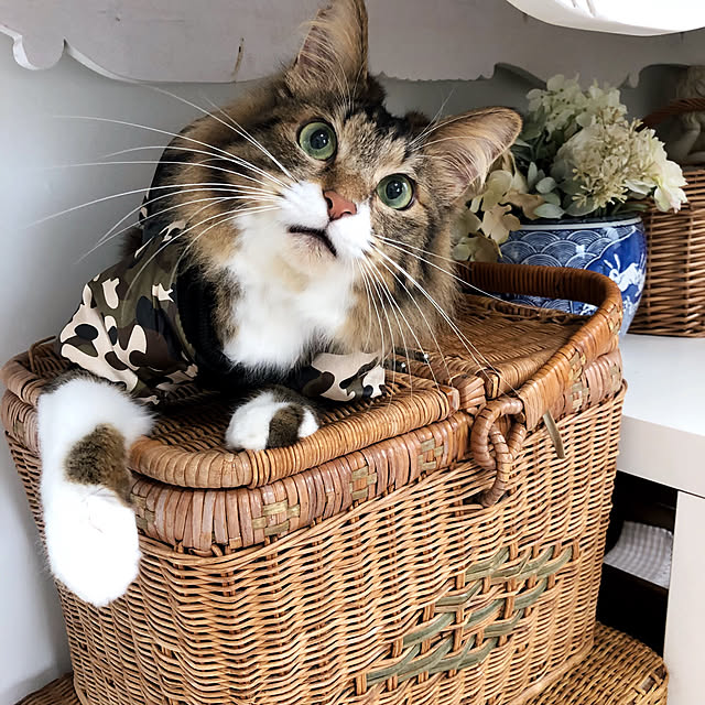 yuchiさんの実例写真