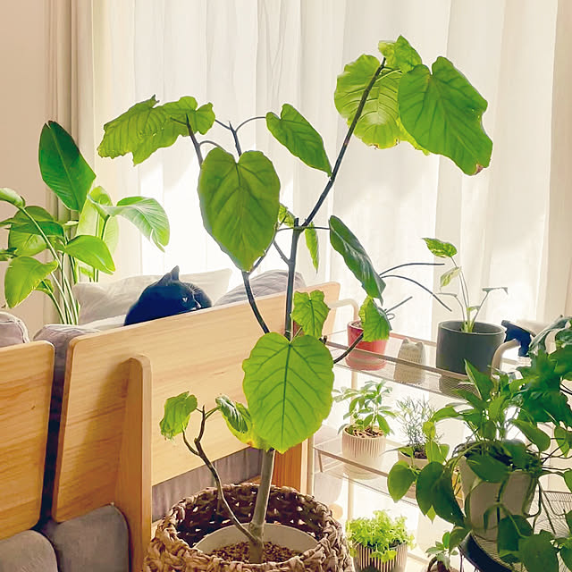 hirokoさんの実例写真