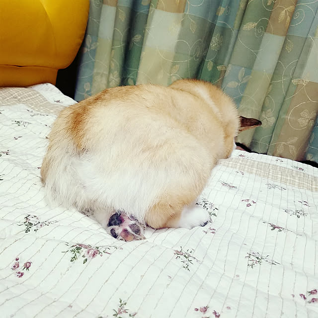 pondyさんの実例写真
