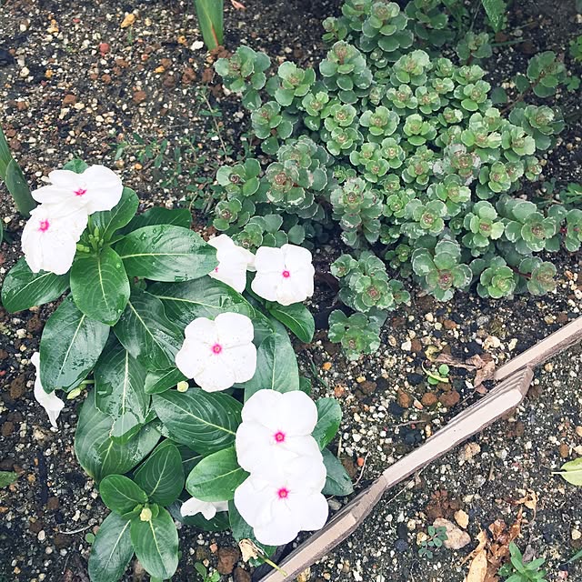 bibianさんの実例写真
