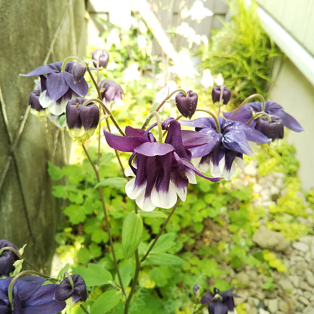 yukkoさんの実例写真