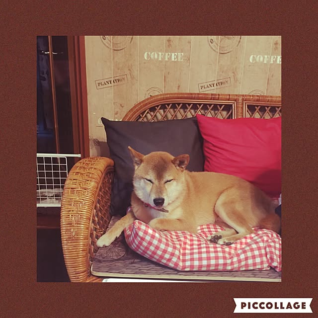 shibaさんの実例写真