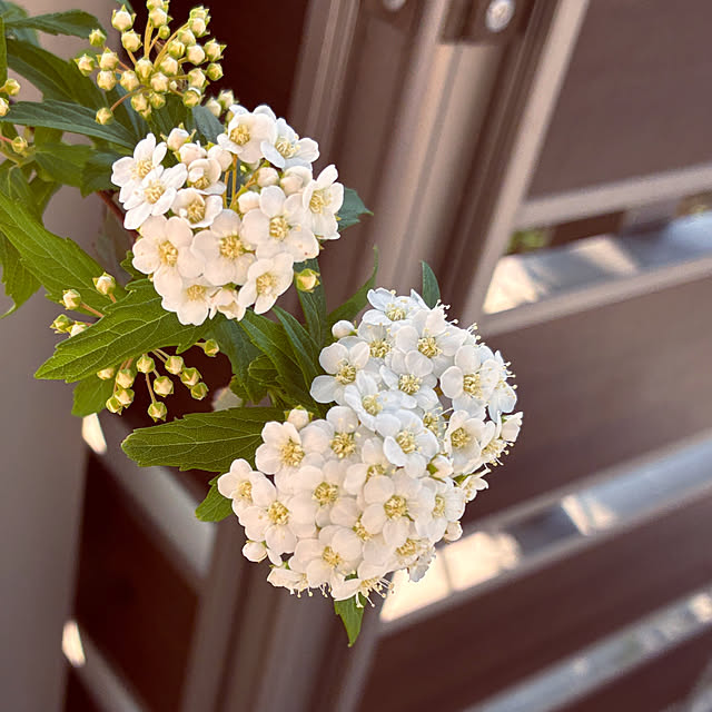 ayayayayaさんの実例写真