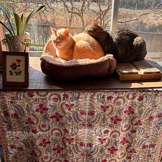 mikan161さんの実例写真