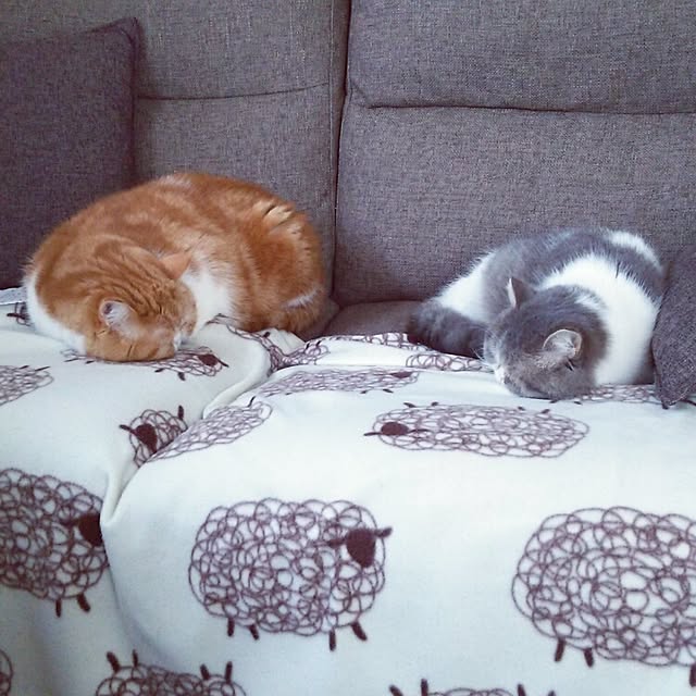 otoさんの実例写真
