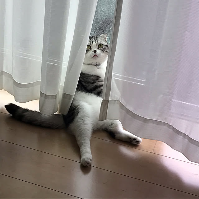 Dahliaさんの実例写真