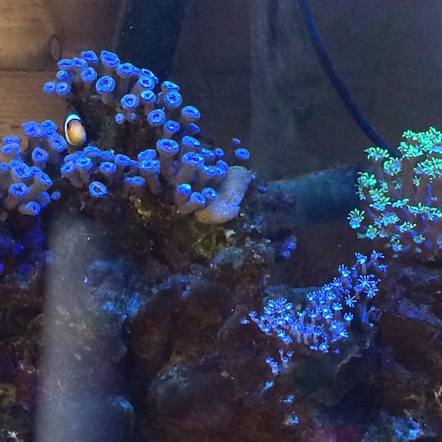 natumikanさんの実例写真