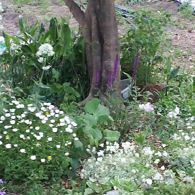 maple3さんの実例写真