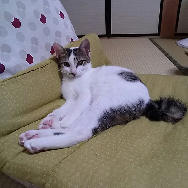 kamekoさんの実例写真